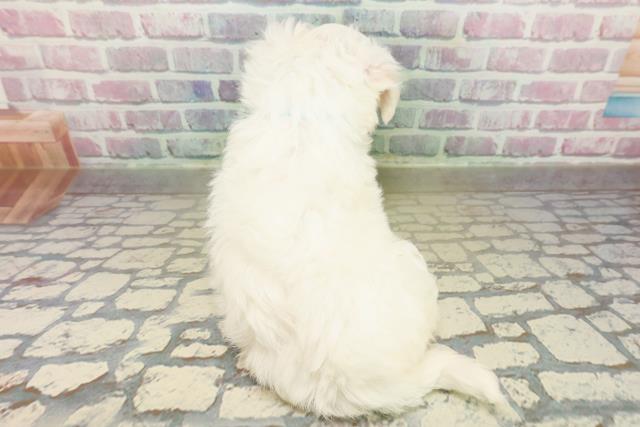 茨城県のマルチーズ (Coo&RIKU牛久店/2025年10月25日生まれ/男の子/ホワイト)の子犬の4枚目の画像