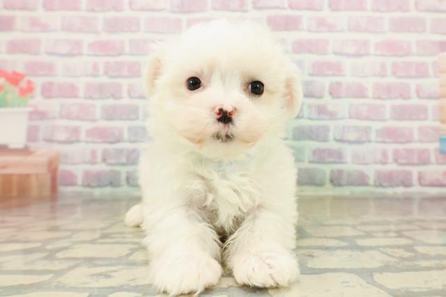 神奈川県のマルチーズ (Coo&RIKU小田原店/2025年10月25日生まれ/男の子/ホワイト)の子犬の1枚目の画像