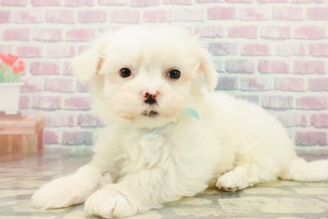 神奈川県のマルチーズ (Coo&RIKU小田原店/2025年10月25日生まれ/男の子/ホワイト)の子犬の2枚目の画像