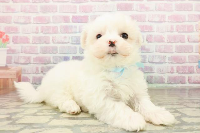 神奈川県のマルチーズ (Coo&RIKU小田原店/2025年10月25日生まれ/男の子/ホワイト)の子犬の3枚目の画像