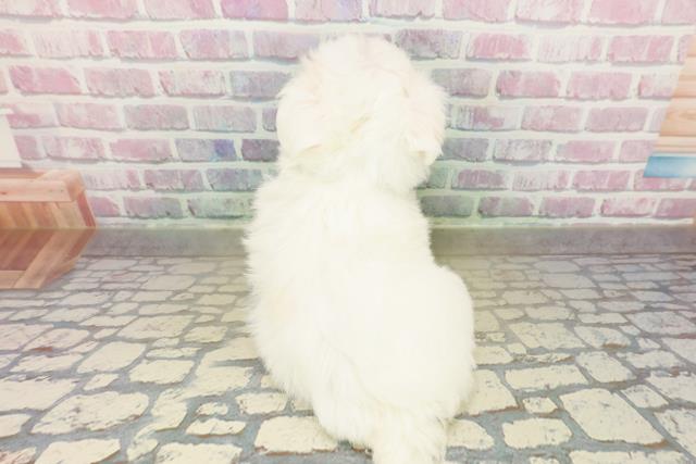 神奈川県のマルチーズ (Coo&RIKU小田原店/2025年10月25日生まれ/男の子/ホワイト)の子犬の4枚目の画像