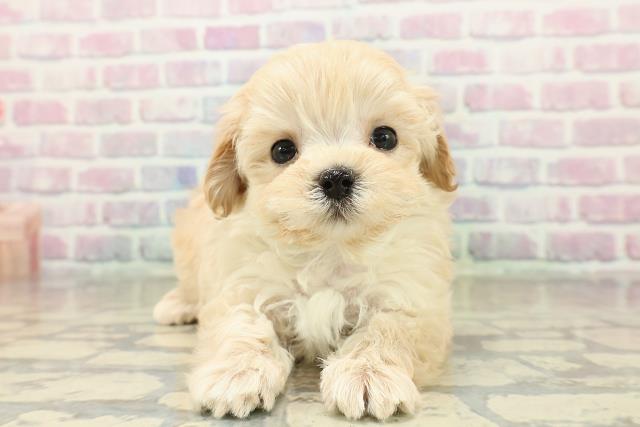 埼玉県のマルプー(マルチーズ×プードル) (Coo&RIKU川越店/2025年10月30日生まれ/男の子/アプリコット)の子犬の1枚目の画像