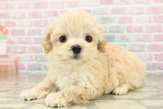 埼玉県のマルプー(マルチーズ×プードル) (Coo&RIKU川越店/2025年10月30日生まれ/男の子/アプリコット)の子犬の2枚目の画像