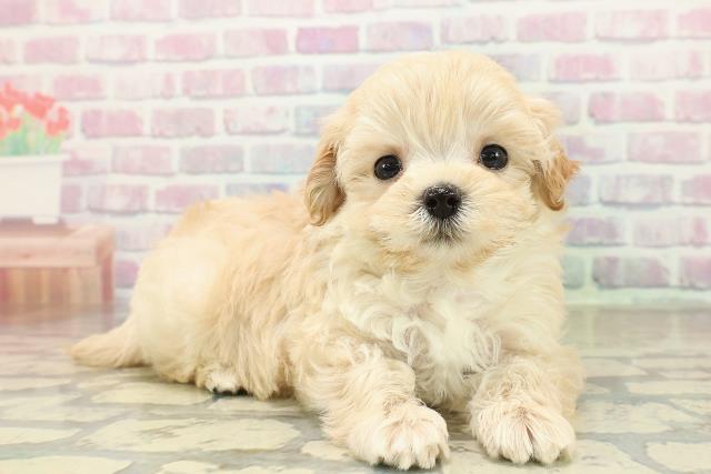 埼玉県のマルプー(マルチーズ×プードル) (Coo&RIKU川越店/2025年10月30日生まれ/男の子/アプリコット)の子犬の3枚目の画像