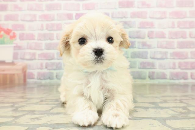 東京都のマルプー(マルチーズ×プードル) (Coo&RIKU八王子西店/2025年10月30日生まれ/男の子/アプリコット)の子犬の1枚目の画像