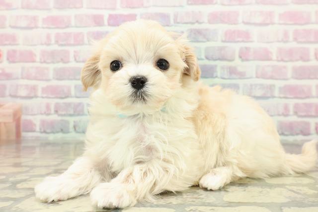 東京都のマルプー(マルチーズ×プードル) (Coo&RIKU八王子西店/2025年10月30日生まれ/男の子/アプリコット)の子犬の2枚目の画像