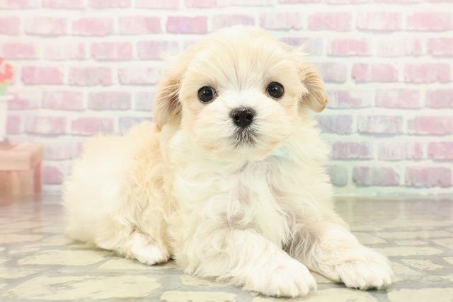 東京都のマルプー(マルチーズ×プードル) (Coo&RIKU八王子西店/2025年10月30日生まれ/男の子/アプリコット)の子犬の3枚目の画像