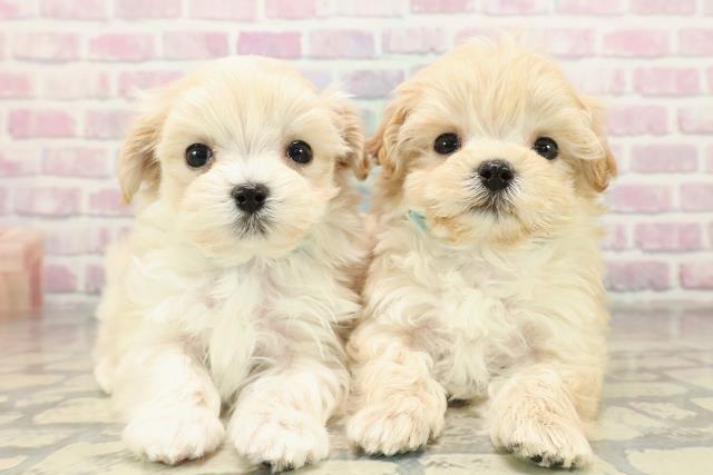 東京都のマルプー(マルチーズ×プードル) (Coo&RIKU八王子西店/2025年10月30日生まれ/男の子/アプリコット)の子犬の4枚目の画像