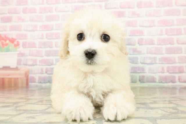 栃木県のマルプー(マルチーズ×プードル) (Coo&RIKU足利店/2025年10月21日生まれ/女の子/アプリコット)の子犬の1枚目の画像