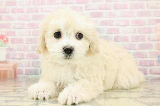 栃木県のマルプー(マルチーズ×プードル) (Coo&RIKU足利店/2025年10月21日生まれ/女の子/アプリコット)の子犬の2枚目の画像