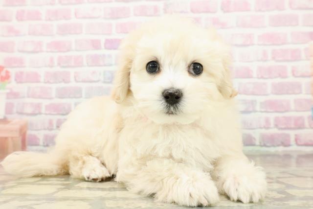 栃木県のマルプー(マルチーズ×プードル) (Coo&RIKU足利店/2025年10月21日生まれ/女の子/アプリコット)の子犬の3枚目の画像