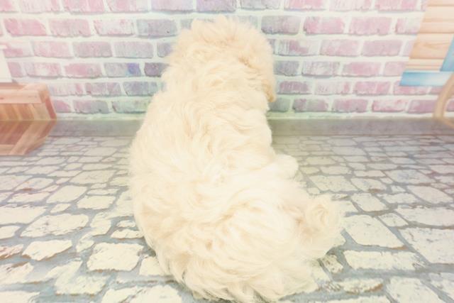 栃木県のマルプー(マルチーズ×プードル) (Coo&RIKU足利店/2025年10月21日生まれ/女の子/アプリコット)の子犬の4枚目の画像