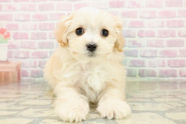 茨城県のマルプー(マルチーズ×プードル) (Coo&RIKU牛久店/2025年10月21日生まれ/女の子/アプリコット)の子犬の1枚目の画像