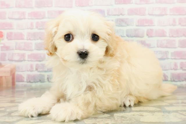 茨城県のマルプー(マルチーズ×プードル) (Coo&RIKU牛久店/2025年10月21日生まれ/女の子/アプリコット)の子犬の2枚目の画像