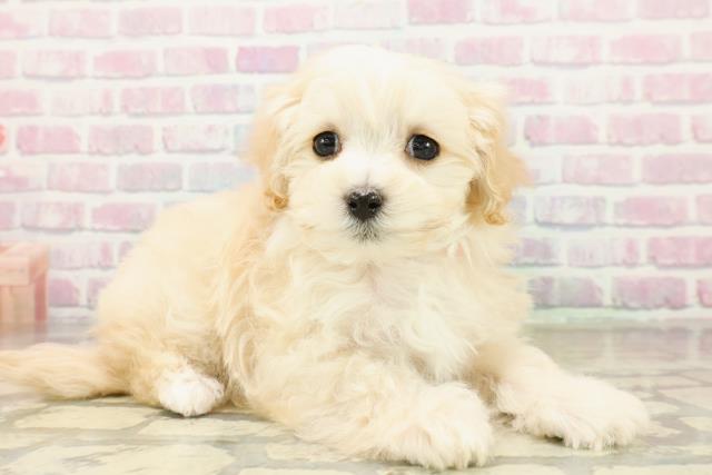 茨城県のマルプー(マルチーズ×プードル) (Coo&RIKU牛久店/2025年10月21日生まれ/女の子/アプリコット)の子犬の3枚目の画像