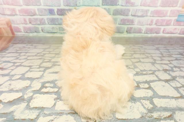 茨城県のマルプー(マルチーズ×プードル) (Coo&RIKU牛久店/2025年10月21日生まれ/女の子/アプリコット)の子犬の4枚目の画像