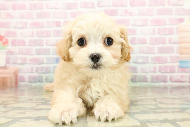 栃木県のマルプー(マルチーズ×プードル) (Coo&RIKU宇都宮店/2025年10月21日生まれ/男の子/アプリコット)の子犬の1枚目の画像