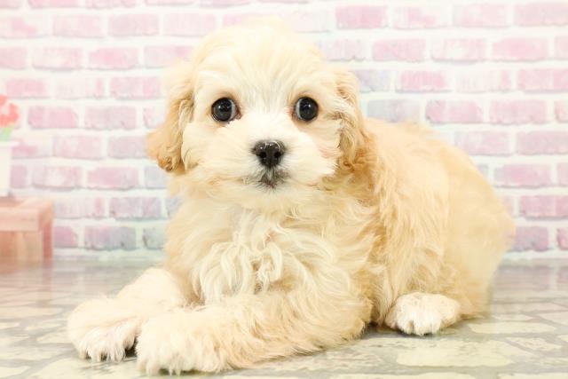 栃木県のマルプー(マルチーズ×プードル) (Coo&RIKU宇都宮店/2025年10月21日生まれ/男の子/アプリコット)の子犬の2枚目の画像