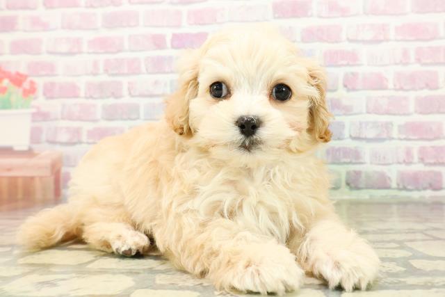 栃木県のマルプー(マルチーズ×プードル) (Coo&RIKU宇都宮店/2025年10月21日生まれ/男の子/アプリコット)の子犬の3枚目の画像