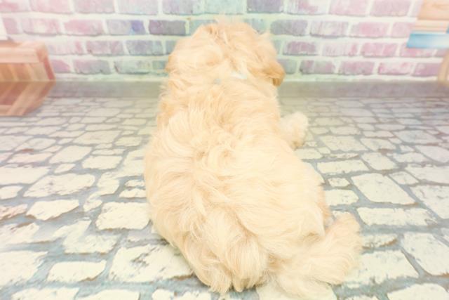 栃木県のマルプー(マルチーズ×プードル) (Coo&RIKU宇都宮店/2025年10月21日生まれ/男の子/アプリコット)の子犬の4枚目の画像