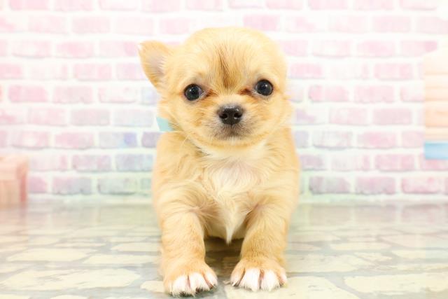 神奈川県のチワワ(ロング) (Coo&RIKU平塚店/2025年10月28日生まれ/男の子/クリームホワイト)の子犬の1枚目の画像