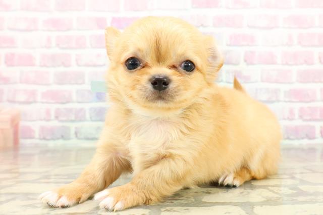 神奈川県のチワワ(ロング) (Coo&RIKU平塚店/2025年10月28日生まれ/男の子/クリームホワイト)の子犬の2枚目の画像