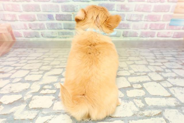 神奈川県のチワワ(ロング) (Coo&RIKU平塚店/2025年10月28日生まれ/男の子/クリームホワイト)の子犬の4枚目の画像