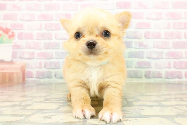 神奈川県のチワワ(ロング) (Coo&RIKU横浜港南台店/2025年10月28日生まれ/男の子/クリームホワイト)の子犬の1枚目の画像