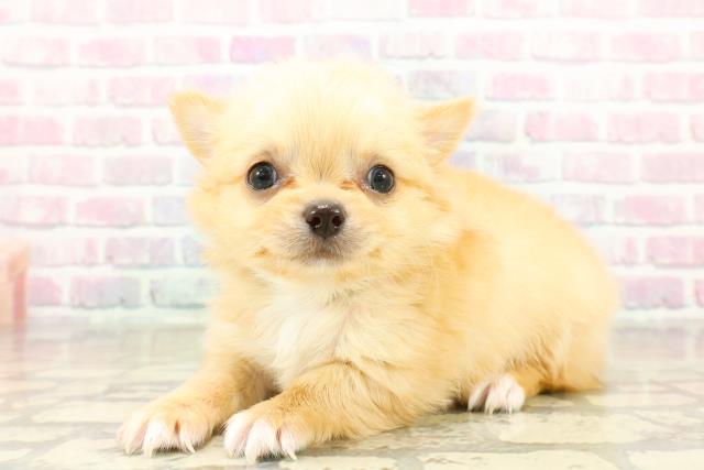 神奈川県のチワワ(ロング) (Coo&RIKU横浜港南台店/2025年10月28日生まれ/男の子/クリームホワイト)の子犬の2枚目の画像