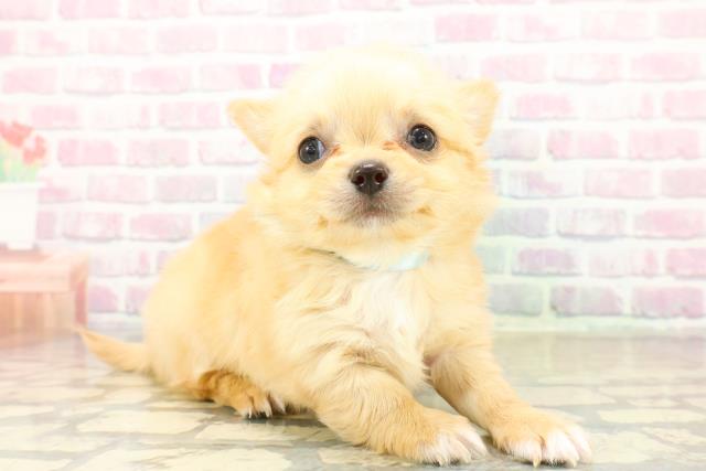 神奈川県のチワワ(ロング) (Coo&RIKU横浜港南台店/2025年10月28日生まれ/男の子/クリームホワイト)の子犬の3枚目の画像