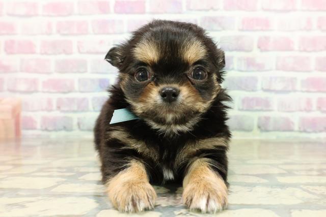 茨城県のチワワ(ロング) (Coo&RIKU日立店/2025年10月28日生まれ/男の子/ブラックタンホワイト)の子犬の1枚目の画像