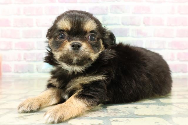 茨城県のチワワ(ロング) (Coo&RIKU日立店/2025年10月28日生まれ/男の子/ブラックタンホワイト)の子犬の2枚目の画像