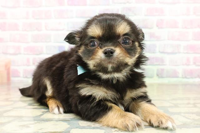 茨城県のチワワ(ロング) (Coo&RIKU日立店/2025年10月28日生まれ/男の子/ブラックタンホワイト)の子犬の3枚目の画像