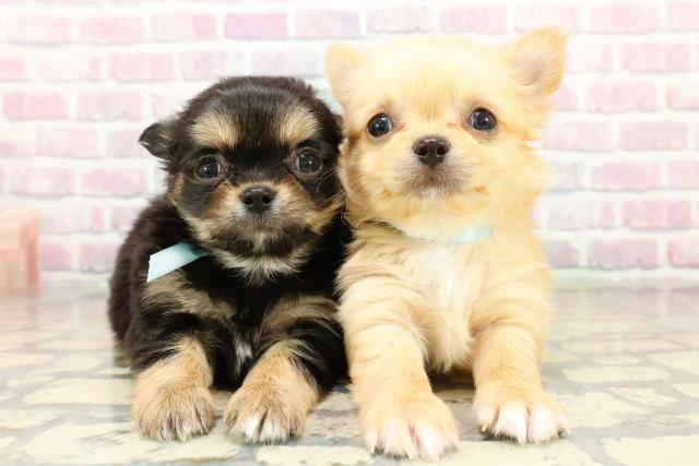 茨城県のチワワ(ロング) (Coo&RIKU日立店/2025年10月28日生まれ/男の子/ブラックタンホワイト)の子犬の4枚目の画像