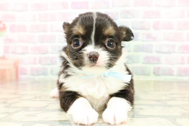 神奈川県のチワワ(ロング) (Coo&RIKU藤沢店/2025年10月28日生まれ/男の子/ブラックタンホワイト)の子犬の1枚目の画像