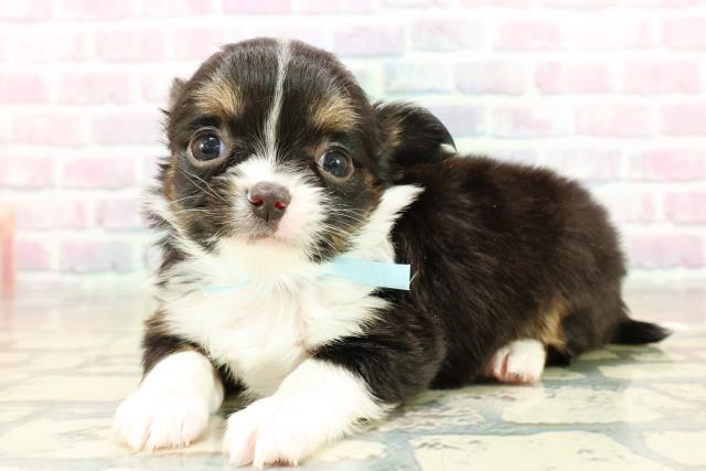 神奈川県のチワワ(ロング) (Coo&RIKU藤沢店/2025年10月28日生まれ/男の子/ブラックタンホワイト)の子犬の2枚目の画像