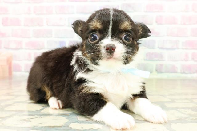 神奈川県のチワワ(ロング) (Coo&RIKU藤沢店/2025年10月28日生まれ/男の子/ブラックタンホワイト)の子犬の3枚目の画像