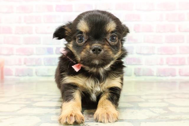 東京都のチワワ(ロング) (Coo&RIKU三軒茶屋店/2025年10月28日生まれ/女の子/ブラックタンホワイト)の子犬の1枚目の画像