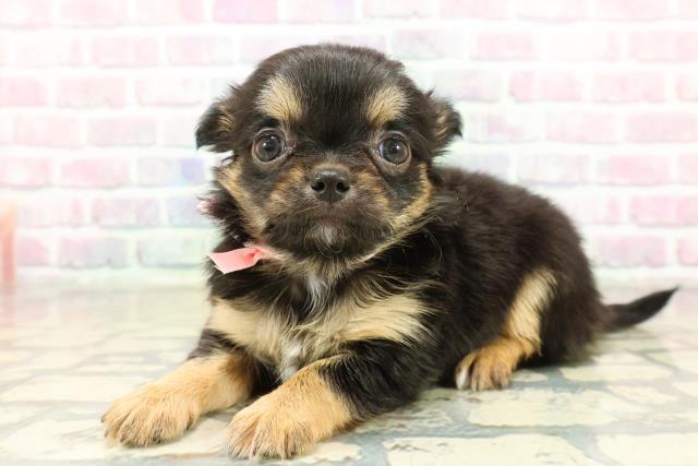 東京都のチワワ(ロング) (Coo&RIKU三軒茶屋店/2025年10月28日生まれ/女の子/ブラックタンホワイト)の子犬の2枚目の画像