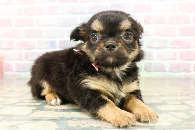 東京都のチワワ(ロング) (Coo&RIKU三軒茶屋店/2025年10月28日生まれ/女の子/ブラックタンホワイト)の子犬の3枚目の画像