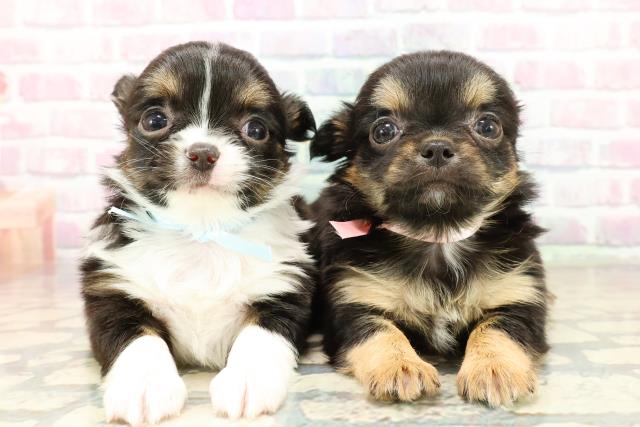 東京都のチワワ(ロング) (Coo&RIKU三軒茶屋店/2025年10月28日生まれ/女の子/ブラックタンホワイト)の子犬の4枚目の画像