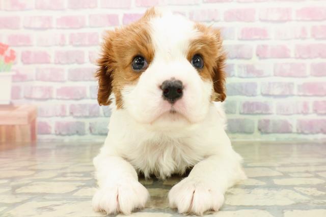 埼玉県のキャバリアキングチャールズスパニエル (Coo&RIKU桶川店/2025年10月28日生まれ/男の子/ブレンハイム)の子犬の1枚目の画像