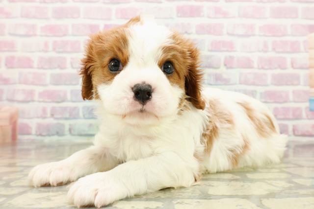 埼玉県のキャバリアキングチャールズスパニエル (Coo&RIKU桶川店/2025年10月28日生まれ/男の子/ブレンハイム)の子犬の2枚目の画像