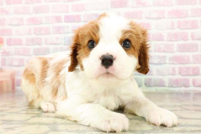 埼玉県のキャバリアキングチャールズスパニエル (Coo&RIKU桶川店/2025年10月28日生まれ/男の子/ブレンハイム)の子犬の3枚目の画像