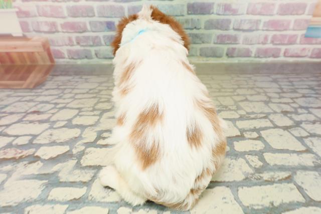 埼玉県のキャバリアキングチャールズスパニエル (Coo&RIKU桶川店/2025年10月28日生まれ/男の子/ブレンハイム)の子犬の4枚目の画像