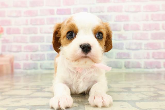 東京都のキャバリアキングチャールズスパニエル (Coo&RIKU武蔵小山店/2025年10月28日生まれ/女の子/ブレンハイム)の子犬の1枚目の画像