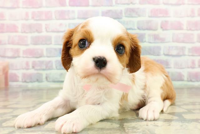 東京都のキャバリアキングチャールズスパニエル (Coo&RIKU武蔵小山店/2025年10月28日生まれ/女の子/ブレンハイム)の子犬の2枚目の画像