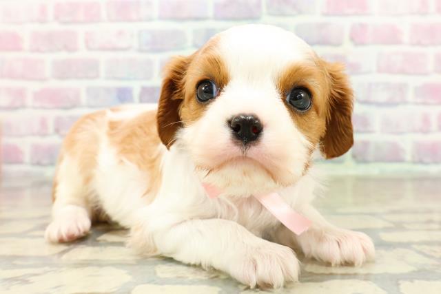 東京都のキャバリアキングチャールズスパニエル (Coo&RIKU武蔵小山店/2025年10月28日生まれ/女の子/ブレンハイム)の子犬の3枚目の画像