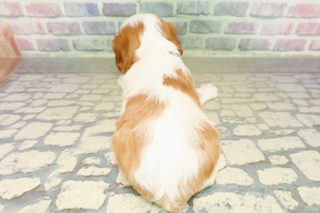 東京都のキャバリアキングチャールズスパニエル (Coo&RIKU武蔵小山店/2025年10月28日生まれ/女の子/ブレンハイム)の子犬の4枚目の画像