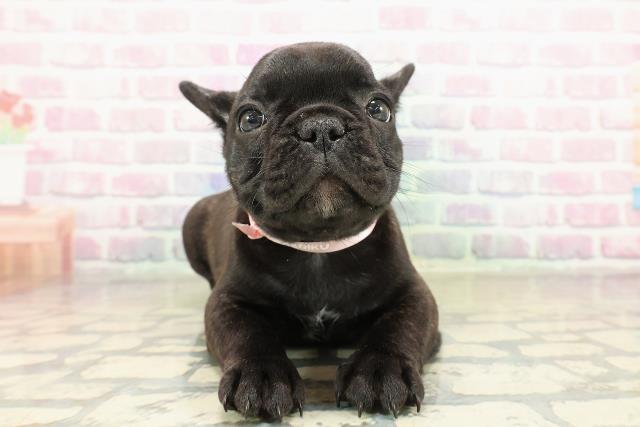 東京都のフレンチブルドッグ (Coo&RIKU大久保店/2025年10月28日生まれ/女の子/ブリンドルホワイト)の子犬の1枚目の画像